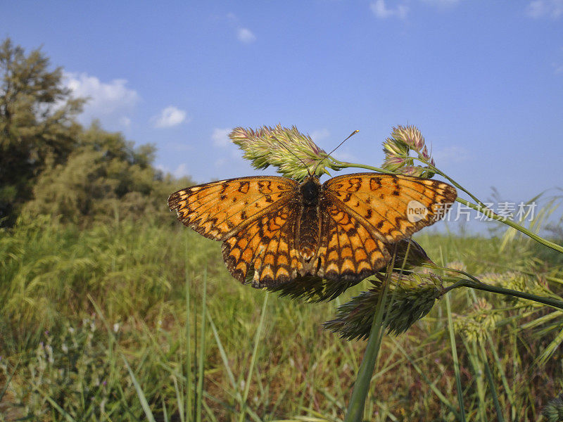 斑点贝母蝶(Melitaea didyma)